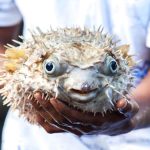 000303200_1462769013-pufferfish-japan-poison.0.0 000303200_1462769013-pufferfish-japan-poison.0.0