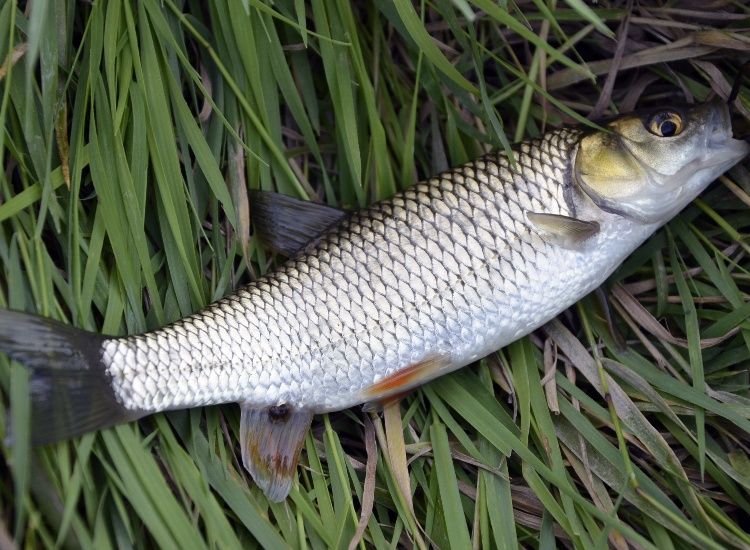 ikan-belanakjpg-20231208031127 ikan-belanakjpg-20231208031127